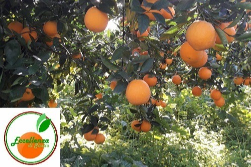 Arancia di Ribera - Azienda Agricola Morello Eccellenza di sicilia 